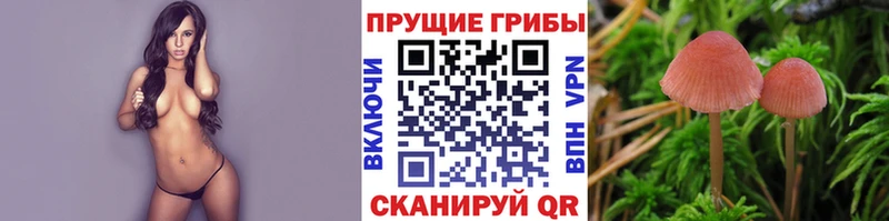 ссылка на мегу ТОР  Новошахтинск  Псилоцибиновые грибы Cubensis 